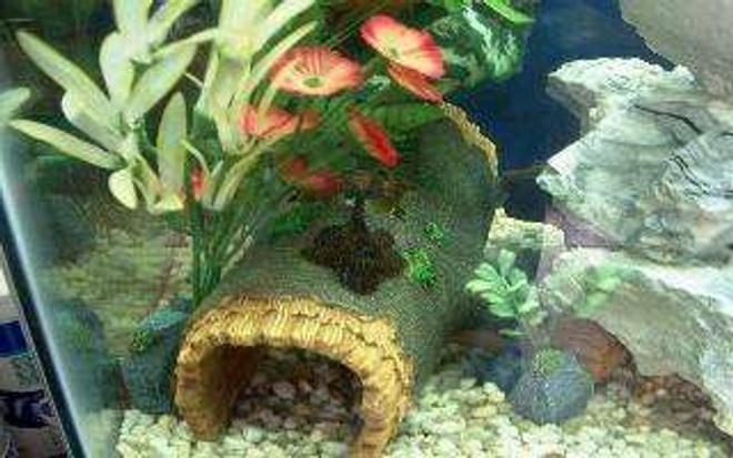 freshwater fish - pseudoacanthicus leopardus - redtail leopard pleco (l-114) stocking in 55 gallons tank - One of my Leopard Plecos