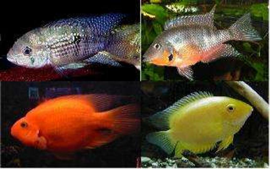 Rated #1786: Freshwater Fish - Aequidens Portalegrensis - Port Acara Stocking In 55 Gallons Tank - Pictures of what my cichlids will look like when full grown
top left--Blue Acara 
top right--Firemouth
bottom left--Parrot Cichlid
bottom right--Gold Severum