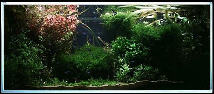 Rated #45: 200 Gallons Planted Tank