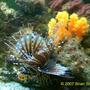 saltwater fish - dendrochirus brachypterus - fuzzy dwarf lionfish stocking in 20 gallons tank - Dwarf Lion Fish
