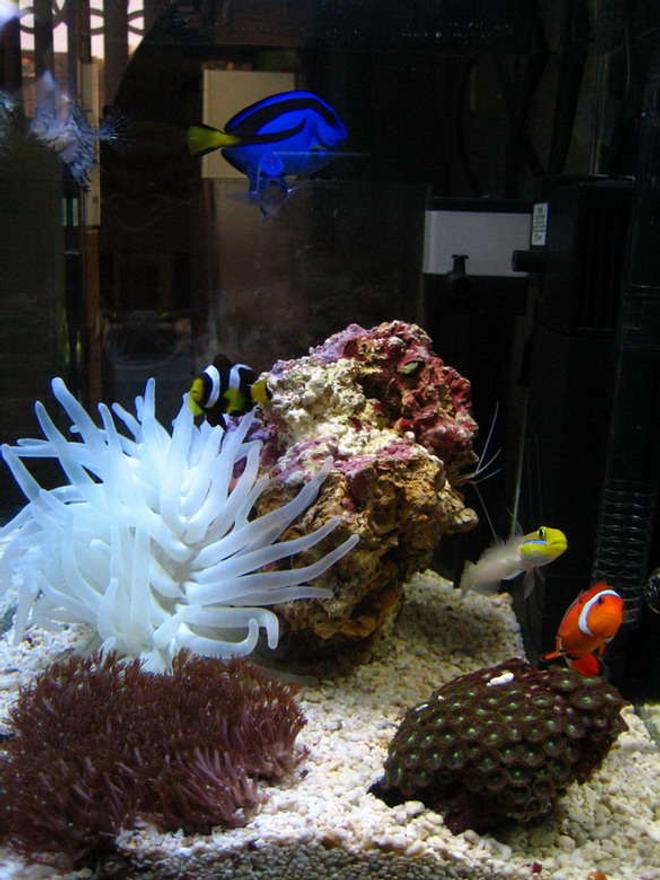2 gallons saltwater fish tank (mostly fish, little/no live coral) - new seaworld