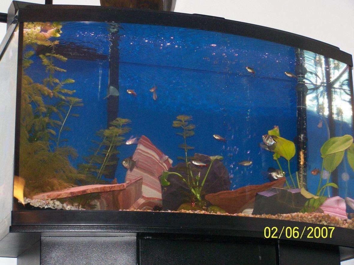 46 gallons planted tank (mostly live plants and fish) - 46 gallon bowed front its hard to get a good pic of a bowed front