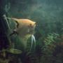 freshwater fish - assorted veil angel - pterophyllum scalare stocking in 35 gallons tank - one half of a mating pair blondie and carlsberg . blondie is the female angel and she and carlsberg go through their leaf cleaning routine prior to spawining every few weeks.