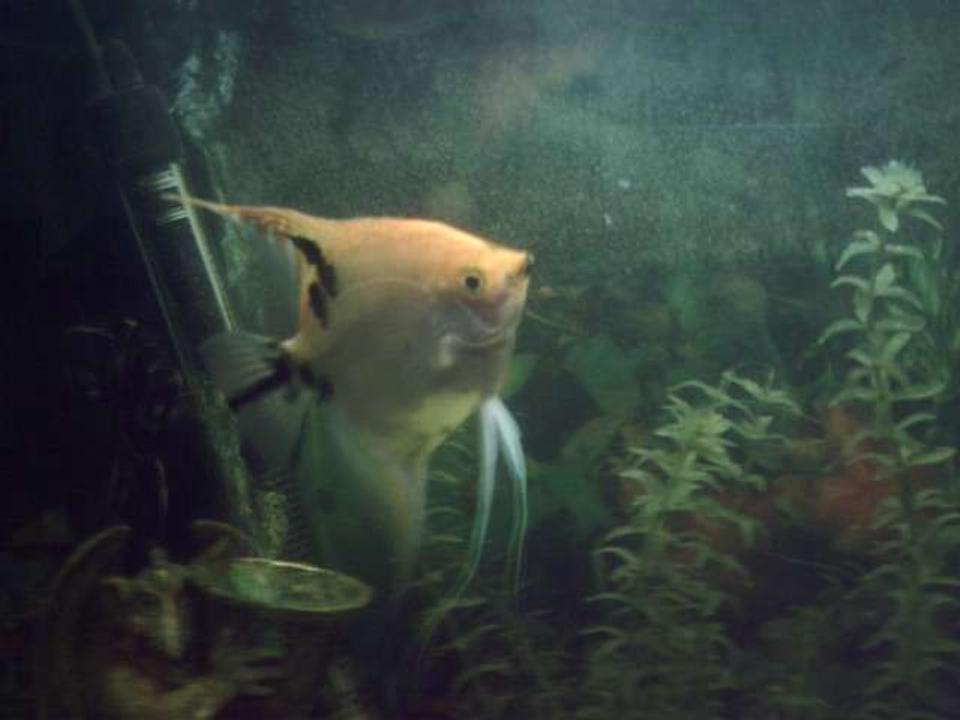 freshwater fish - assorted veil angel - pterophyllum scalare stocking in 35 gallons tank - one half of a mating pair blondie and carlsberg . blondie is the female angel and she and carlsberg go through their leaf cleaning routine prior to spawining every few weeks.