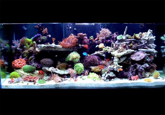 150 gallons reef tank (mostly live coral and fish) - 150 Gallon - full tank shot