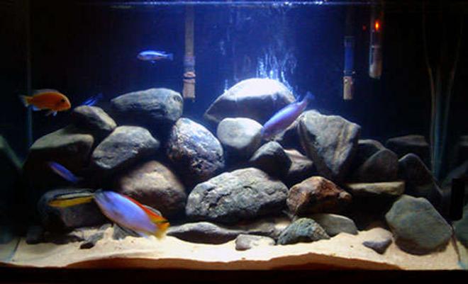 29 gallons freshwater fish tank (mostly fish and non-living decorations) - Mbuna