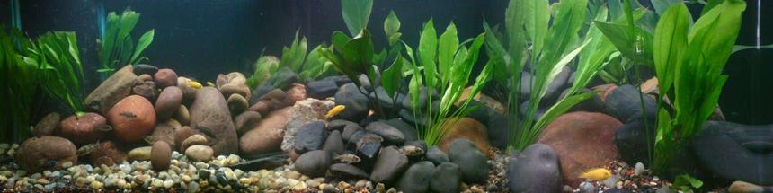 Rated #45: 120 Gallons Freshwater Fish Tank - Rift lake malawian tank