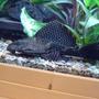 freshwater fish - glyptoperichthys gibbiceps - sailfin pleco (l-83) stocking in 75 gallons tank - my largest plec for now!