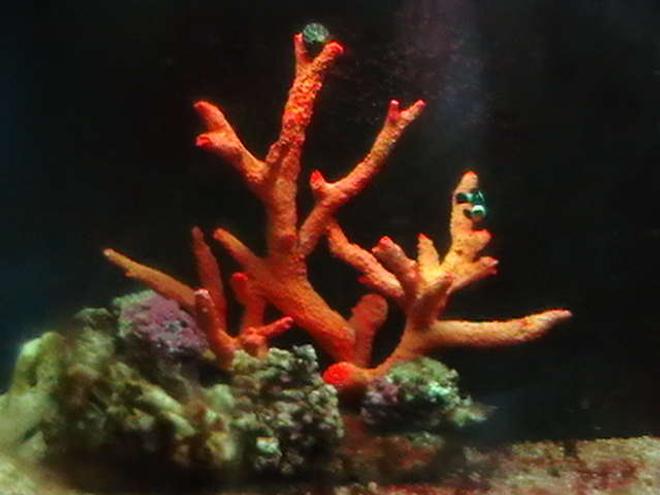 5 gallons saltwater fish tank (mostly fish, little/no live coral) - 5 gallon nano tank, 1 black ocellaris plus yellow footed hermit crabs