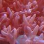corals inverts - rhodactis indosinensis - hairy mushroom stocking in 25 gallons tank - Close up of Fuzzy Morphs