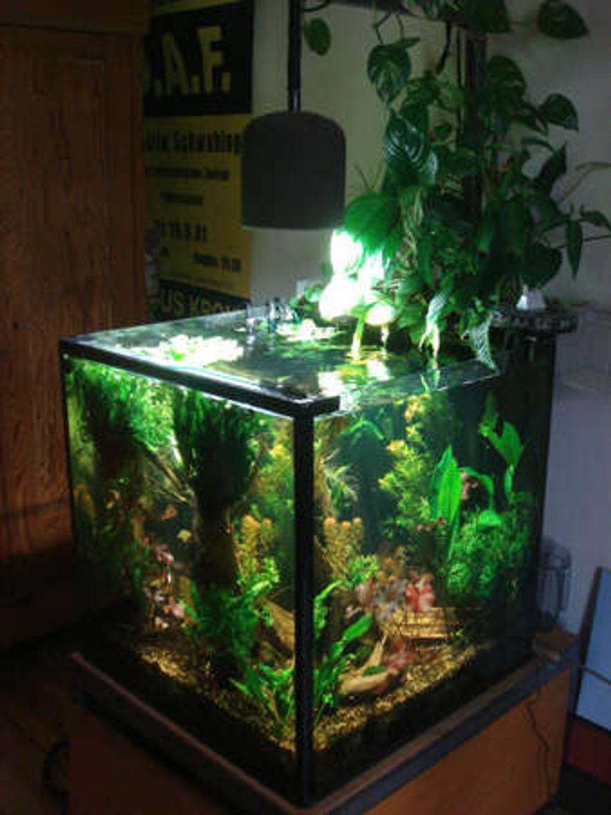 Rated #34: 100 Gallons Planted Tank - complete