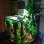 100 gallons planted tank (mostly live plants and fish) - complete