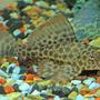 freshwater fish - hypostomus sp. - para pleco (l075) stocking in 40 gallons tank - Adult Plecostomus