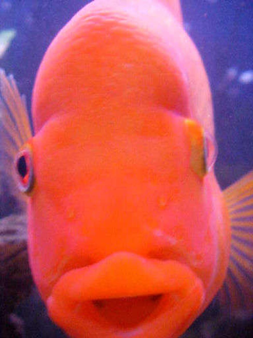 freshwater fish - amphilophus labiatus - red devil stocking in 46 gallons tank - "Big Lou", our 10 inch Red Devil