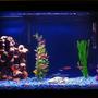 29 gallons freshwater fish tank (mostly fish and non-living decorations) - My Fish Tank with some new fish