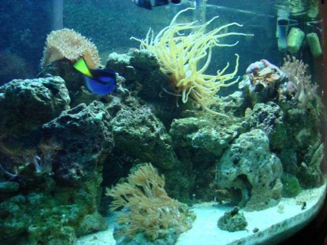 46 gallons reef tank (mostly live coral and fish) - new reef Tank pic