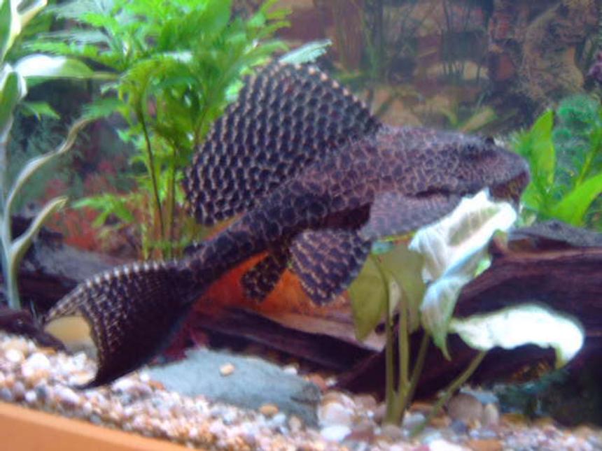 Rated #1057: Freshwater Fish - Glyptoperichthys Gibbiceps - Sailfin Pleco (l-83) Stocking In 75 Gallons Tank - i love my plec