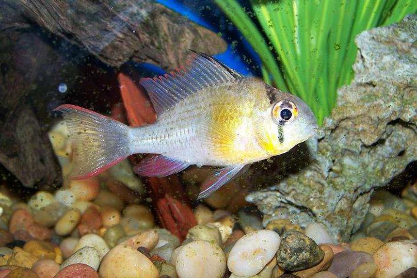 Rated #101: Freshwater Fish - Microgeophagus Altispinosa - Bolivian Ram Stocking In 29 Gallons Tank - Bolivian Ram. I've had him for two years