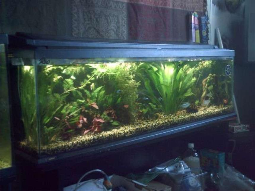 Rated #1139: 35 Gallons Planted Tank - tank contains red hygro, water stargrass ,java fern ,barclaya longifolia ,amazon sword ,dwarf anubias ,green myriophyllum,red tiger lotus