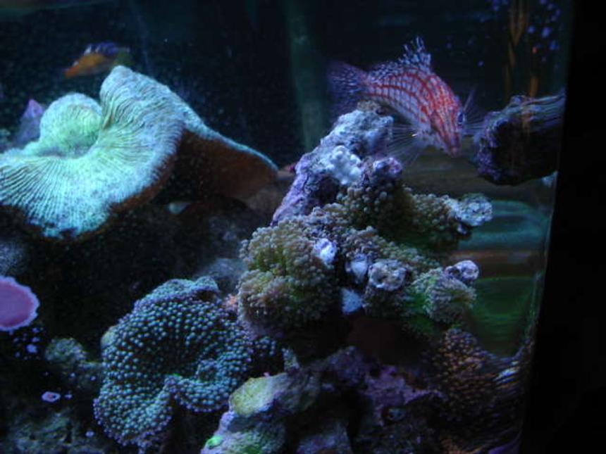 Rated #163: Reef Tank - long nosed hawk, ricordeas, open brain and tobacco bass in background