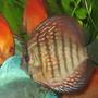 freshwater fish - symphysodon aequifasciata - royal blue discus stocking in 10 gallons tank - Beutifull Dicsus at LFS