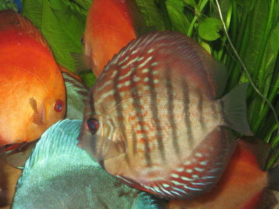 freshwater fish - symphysodon aequifasciata - royal blue discus stocking in 10 gallons tank - Beutifull Dicsus at LFS