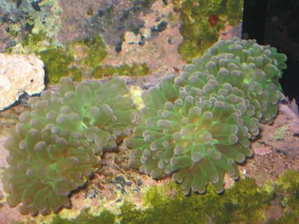 corals inverts - euphyllia paradivisa - frogspawn coral stocking in 10 gallons tank - Frogspawn