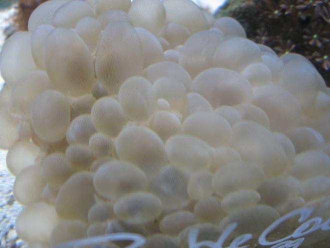 corals inverts - plerogyra sinuosa - bubble coral, white stocking in 10 gallons tank - Buble coral at the LFS