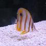 saltwater fish - chelmon rostratus - copperband butterflyfish stocking in 10 gallons tank - Copperband Butterly at LFS