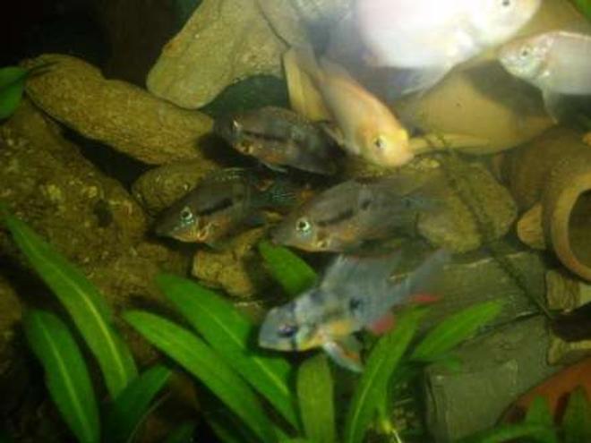 freshwater fish - microgeophagus altispinosa - bolivian ram stocking in 70 gallons tank - fish