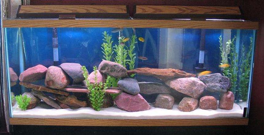 Rated #120: 135 Gallons Freshwater Fish Tank - 55 african mbuna tank