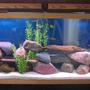 135 gallons freshwater fish tank (mostly fish and non-living decorations) - 55 african mbuna tank