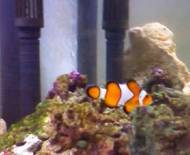 saltwater fish - amphiprion ocellaris - ocellaris clownfish stocking in 190 gallons tank - my clown