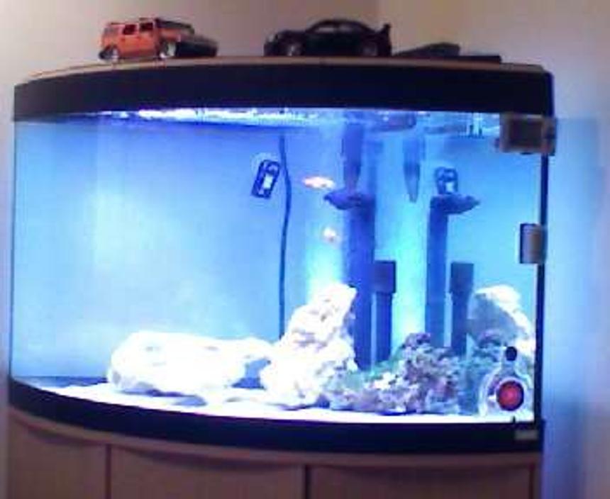 Rated #105: 190 Gallons Saltwater Fish Tank - my tank