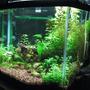 29 gallons freshwater fish tank (mostly fish and non-living decorations) - 29 gallon planted tank.