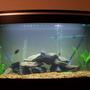 80 gallons freshwater fish tank (mostly fish and non-living decorations) - 4x2x18" American Cichlid Tank