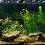 22 gallons freshwater fish tank (mostly fish and non-living decorations) - My 3ft Tropical Community Tank