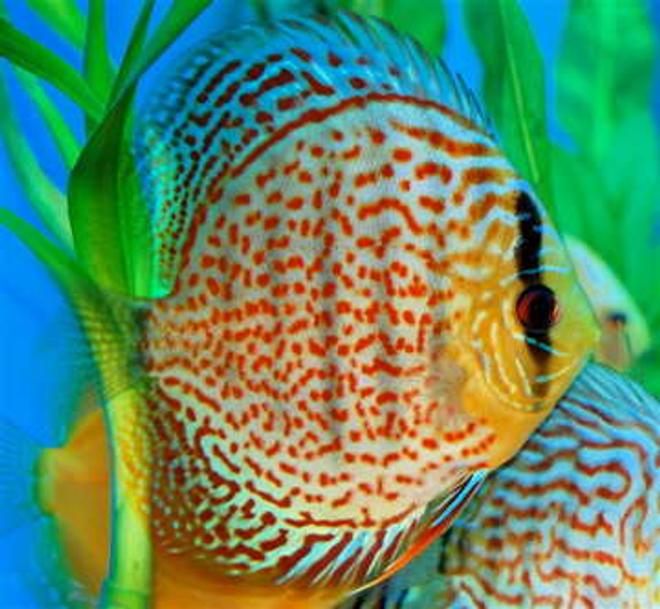 freshwater fish - red spotted green discus stocking in 55 gallons tank - This is Berlioz. He is a Red Spotted Green Discus, and the gentle king of my aquarium.