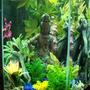 35 gallons freshwater fish tank (mostly fish and non-living decorations) - Old world with new growth