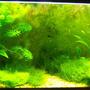 40 gallons planted tank (mostly live plants and fish) - 40 gallon tank