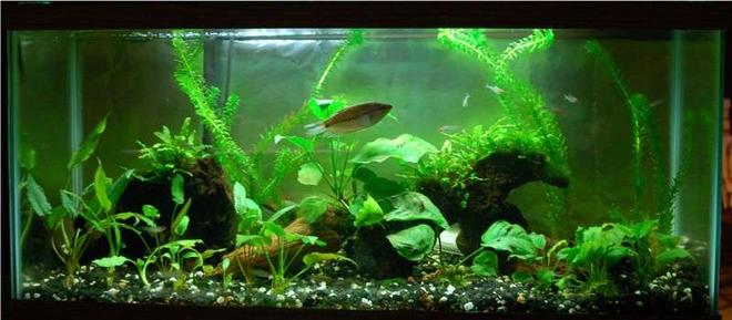 planted tank (mostly live plants and fish) - 30g; mixed substrate of gravel and Flourite; driftwood; snakeskin gourami; rummynose tetras; kuhli loaches; RTBS; anacharis; various anubias and crypts; Java fern; Java moss