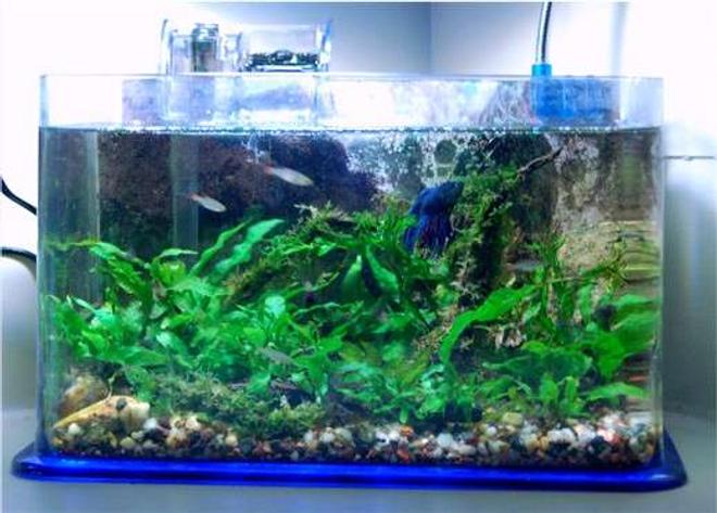 planted tank (mostly live plants and fish) - 2.5g; Flourite & gravel substrate; driftwood; rocks; betta; micro rasboras; Java fern; Java moss; Christmas tree moss