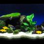 42 gallons freshwater fish tank (mostly fish and non-living decorations) - This is my tank with malawi fish... I'm in love in it!