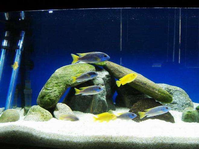 42 gallons freshwater fish tank (mostly fish and non-living decorations) - My sweetes lol