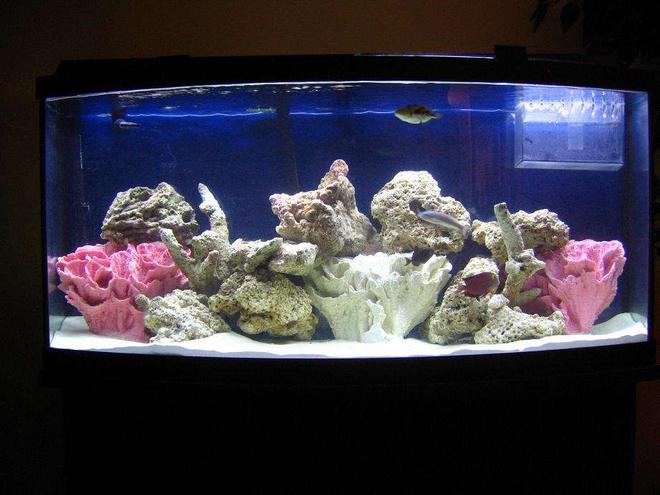 75 gallons saltwater fish tank (mostly fish, little/no live coral) - MY TANK