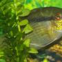 freshwater fish - mesonauta festivus - festivum cichlid stocking in 22 gallons tank - Festivum Chichlid from my community tank