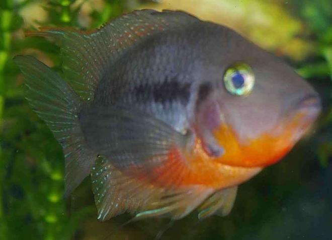 freshwater fish - thorichthys meeki - firemouth cichlid stocking in 22 gallons tank - Firemouth Cichlid