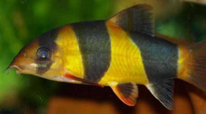 freshwater fish - botia macracantha - clown loach stocking in 22 gallons tank - Clown Loach