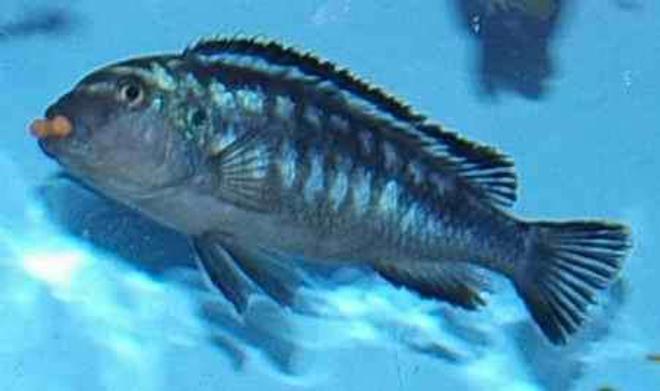 freshwater fish - melanochromis johannii - johanni cichlid stocking in 22 gallons tank - Malawi Cichlid; Auratus