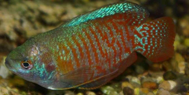 freshwater fish - colisa lalia - dwarf gourami stocking in 22 gallons tank - Dwarf Gourami